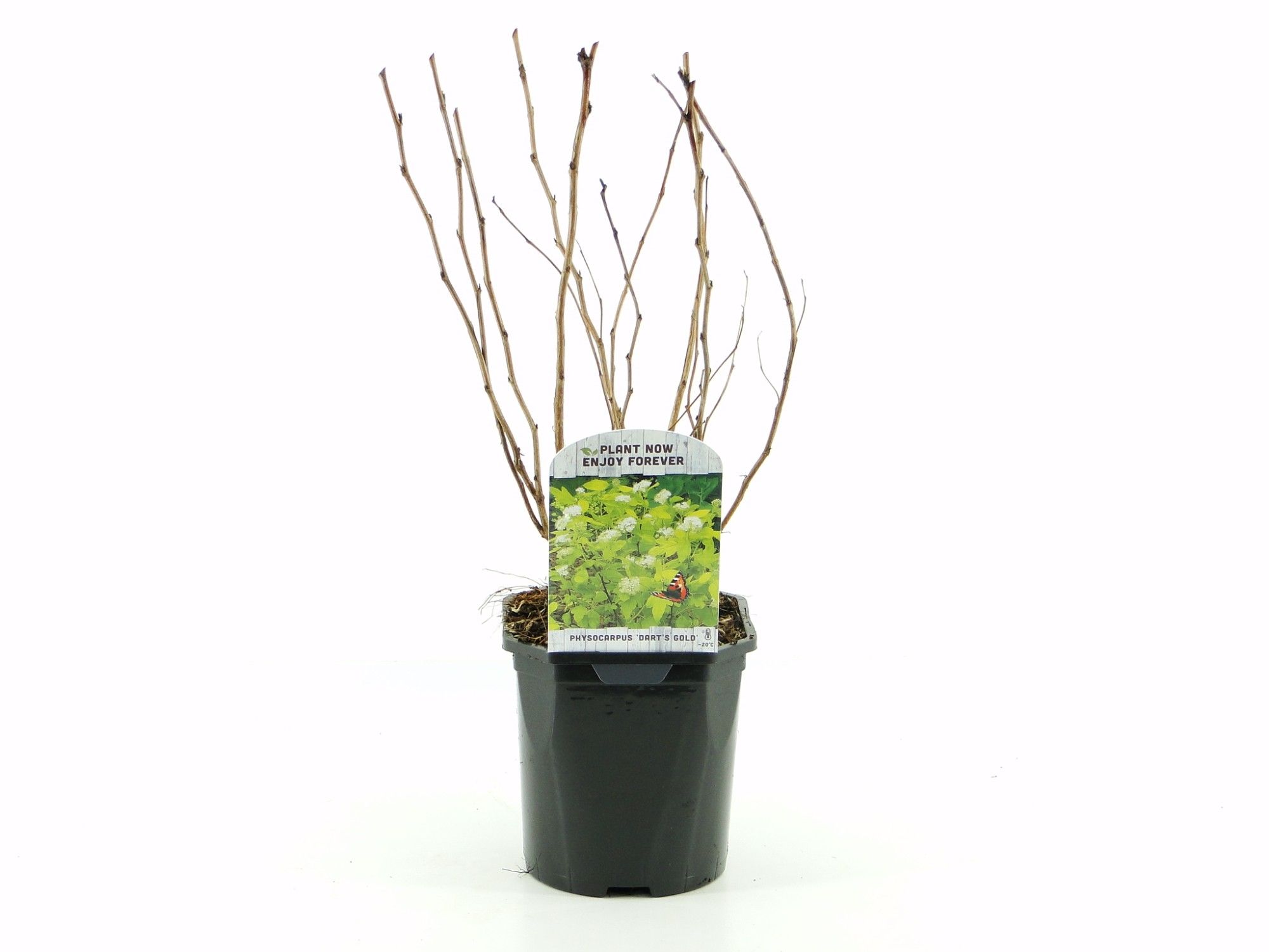 Physocarpus op. Dart's Gold, D 17 cm Physocarpus op. Dart's Gold, D 17 cm