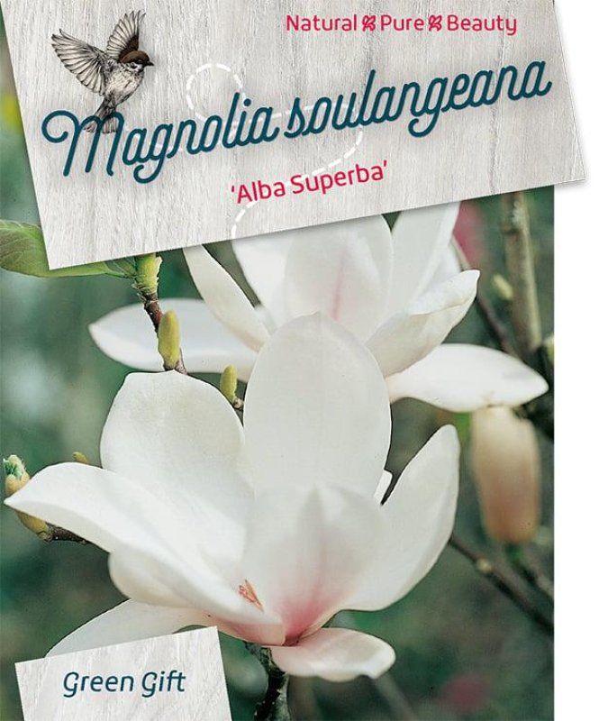 Magnolia soul. 'Alba Superba', D 23