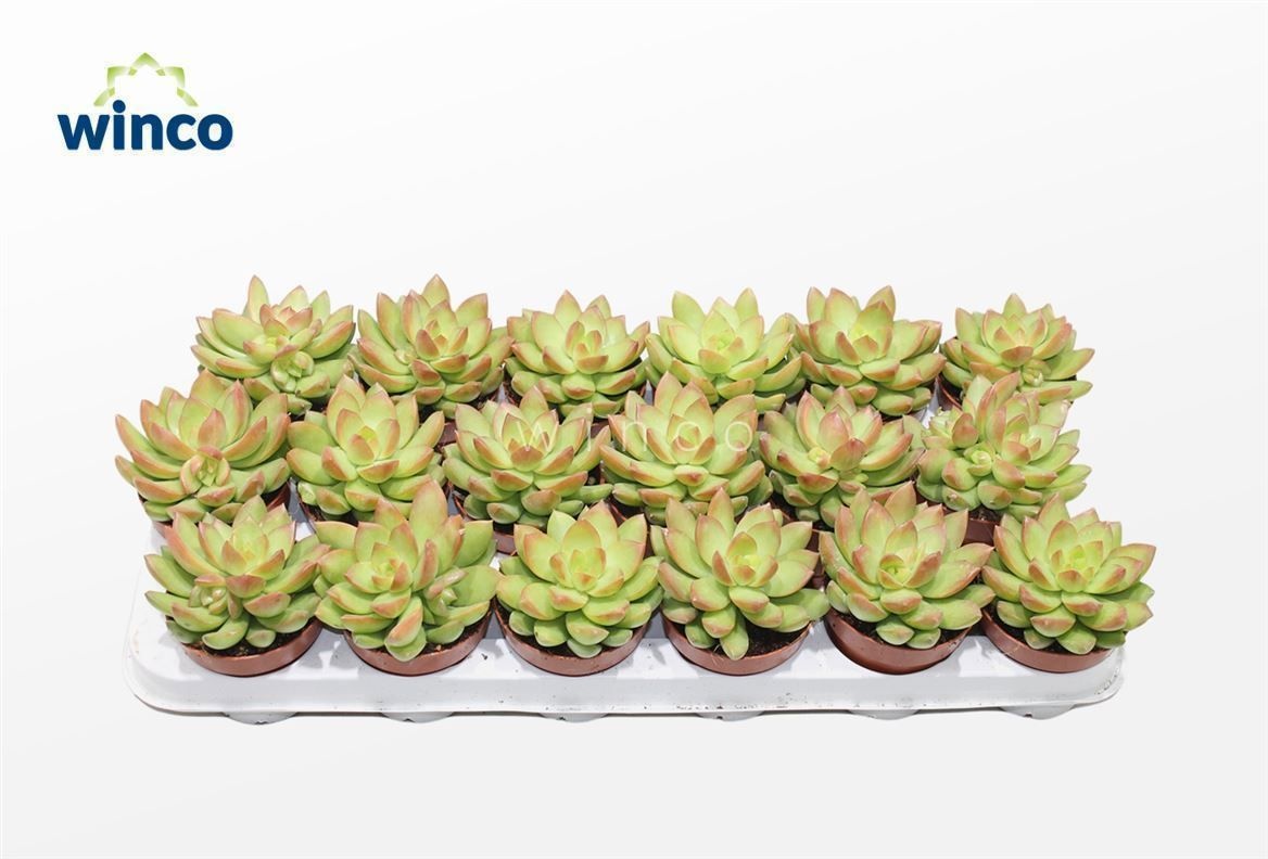 Sedum Adolphi, D 8,5