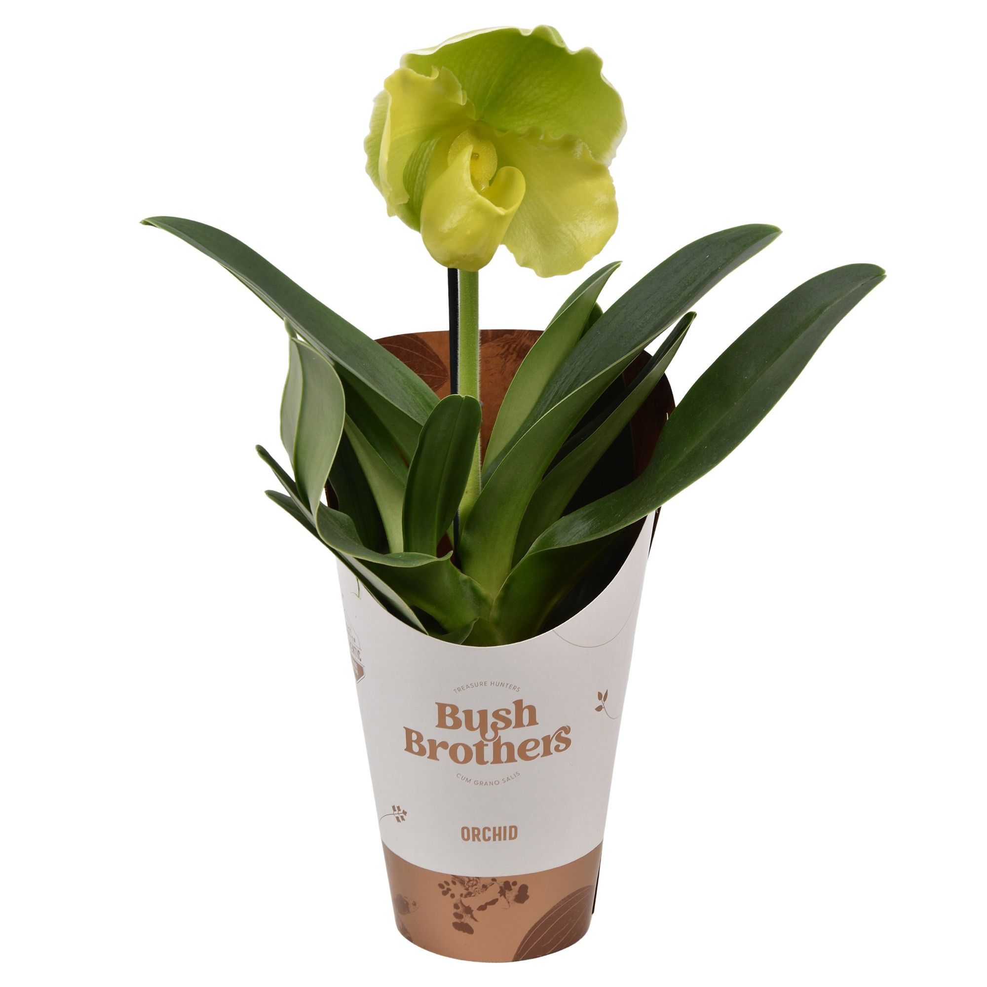 Paphiopedilum Green XXL 12 cm, D 12