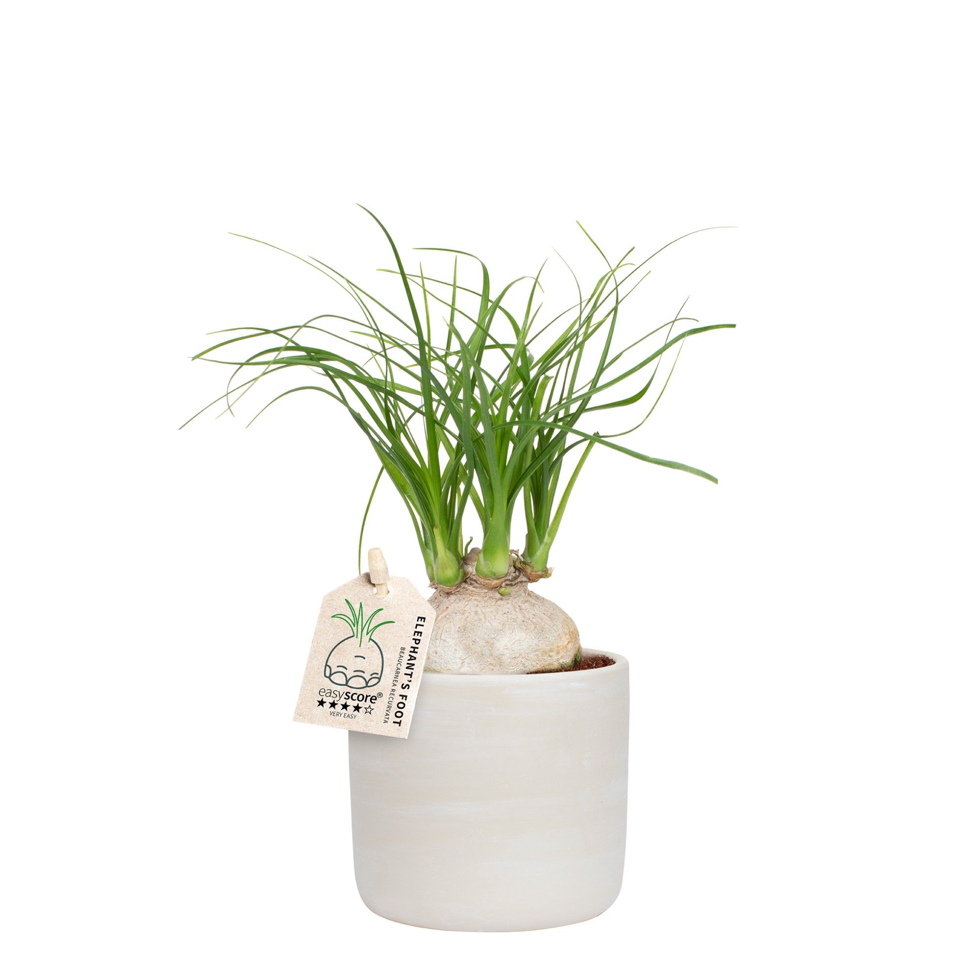 Raw Grey, Beaucarnea, D 10 cm