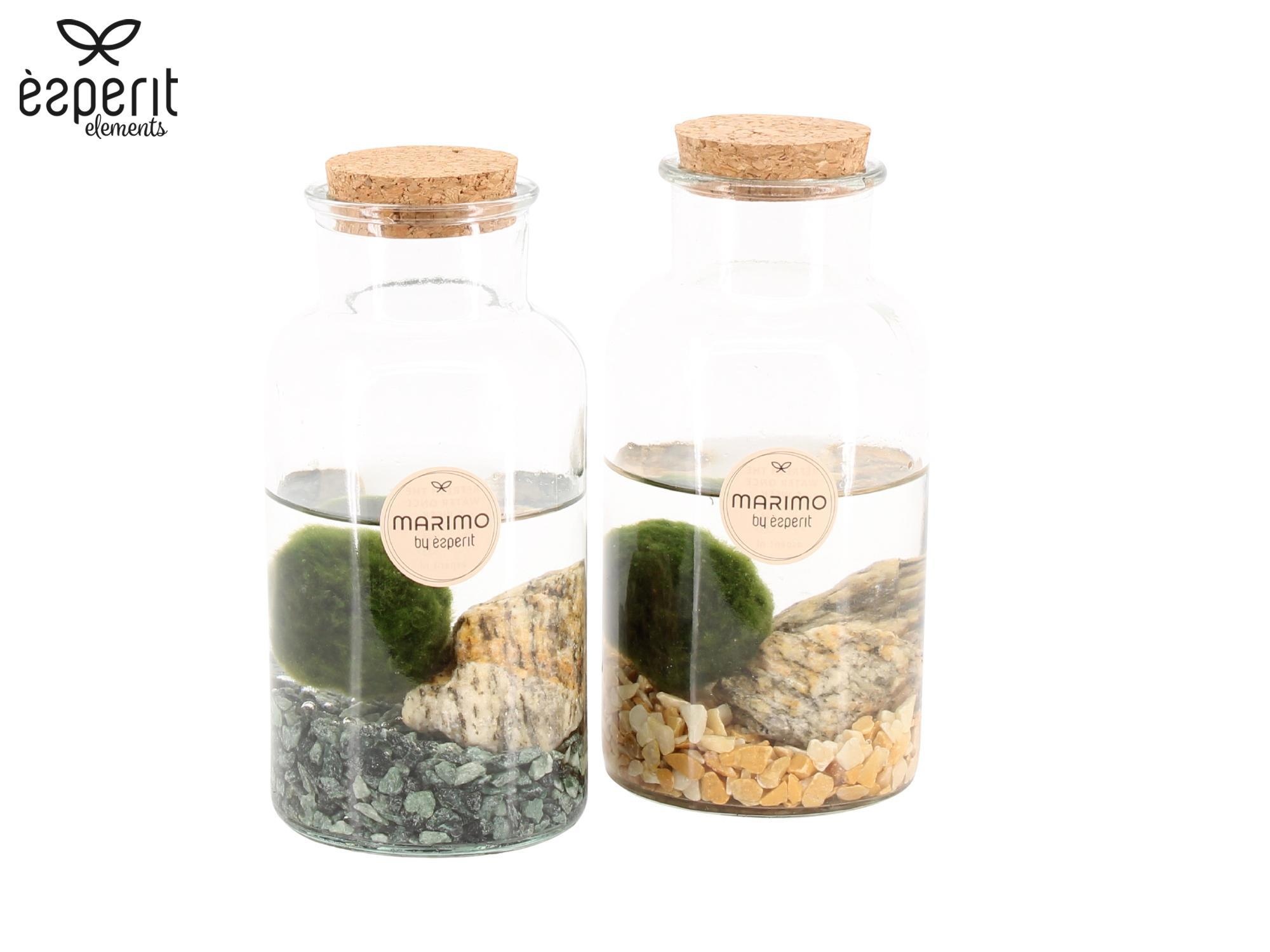 90530: Marimo arrangement, D 8 cm 90530: Marimo arrangement, D 8 cm