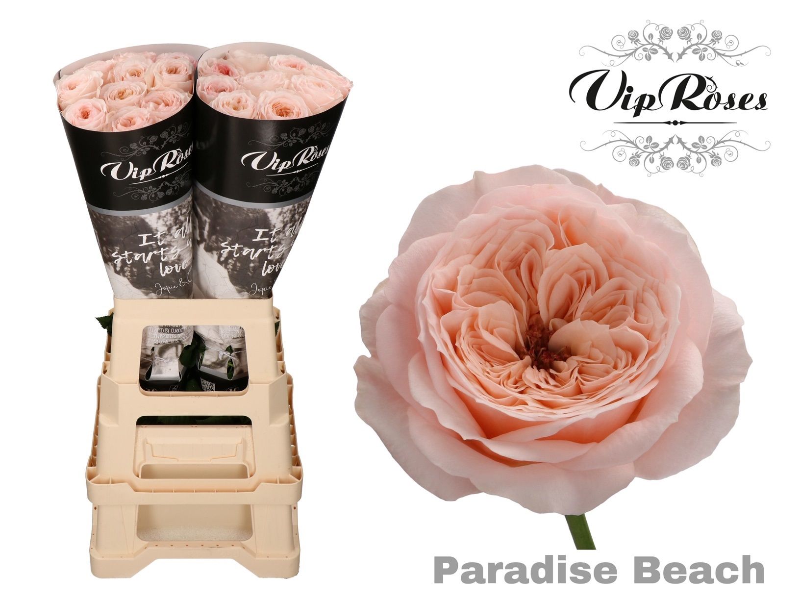 Роза од. KL Пэрадайз Бич 70, шт.