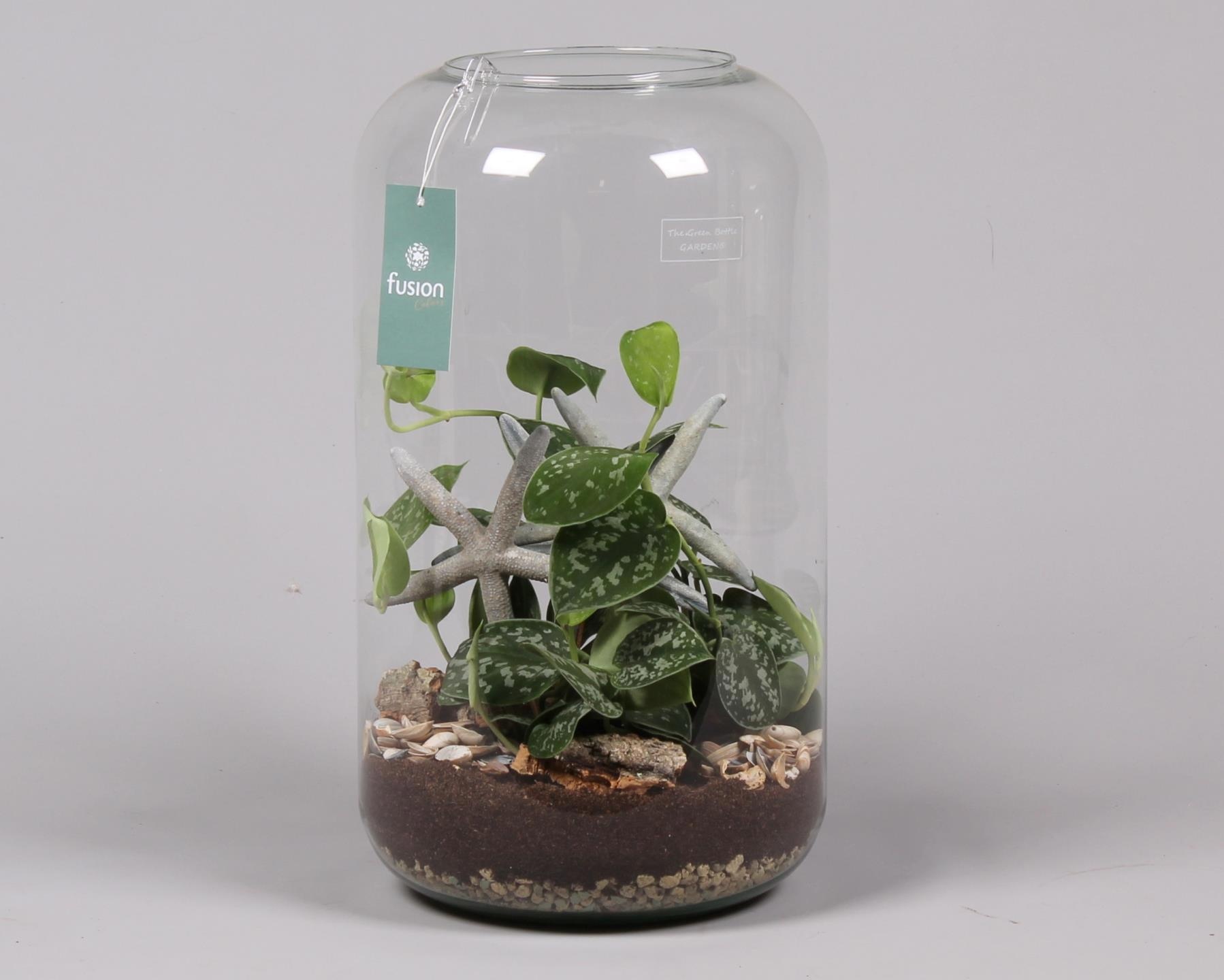 Green Bottle Isabella XXLarge Maritiem met Scindapsus, D 23