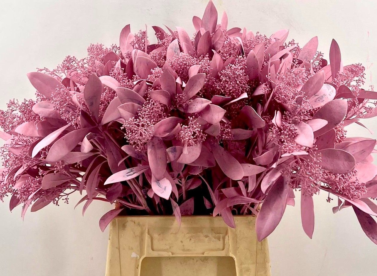 Скимия Овериг крашеный за пучок (краш. ) 45, пуч.