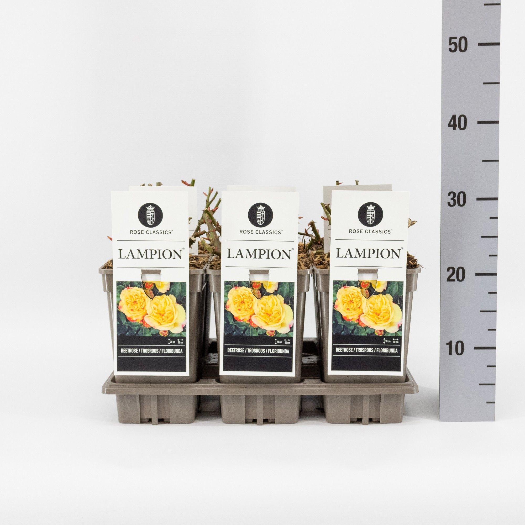 Rosa (F) Lampion ®, C3, D 17