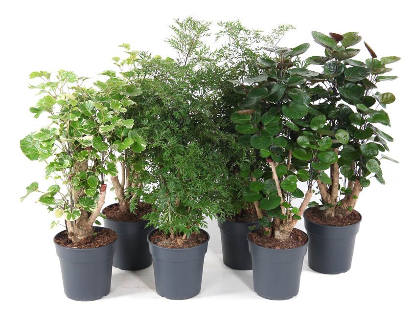 Mix Polyscias p19, D 19 cm