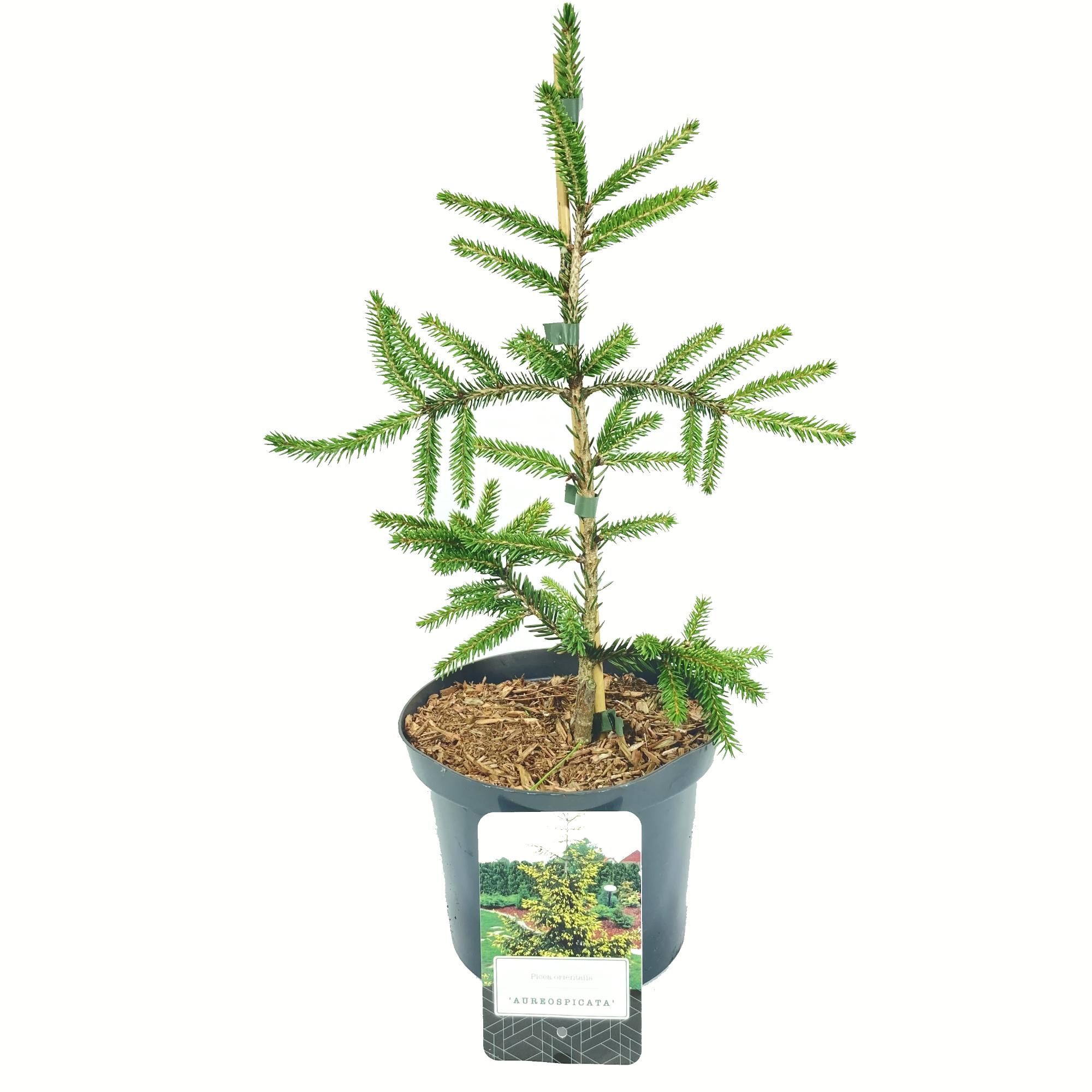 Picea orientalis 'Aureospicata', D 18 cm