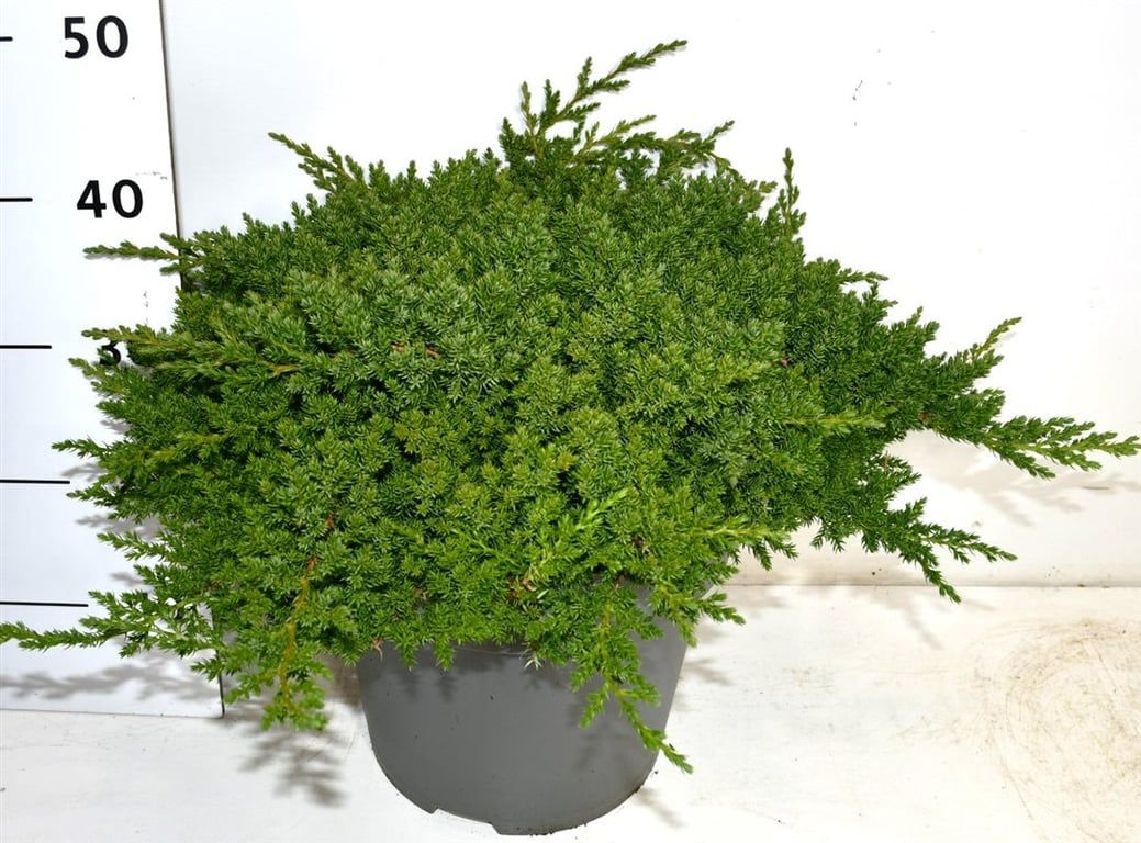 Juniperus procumbens 'Nana', D 32