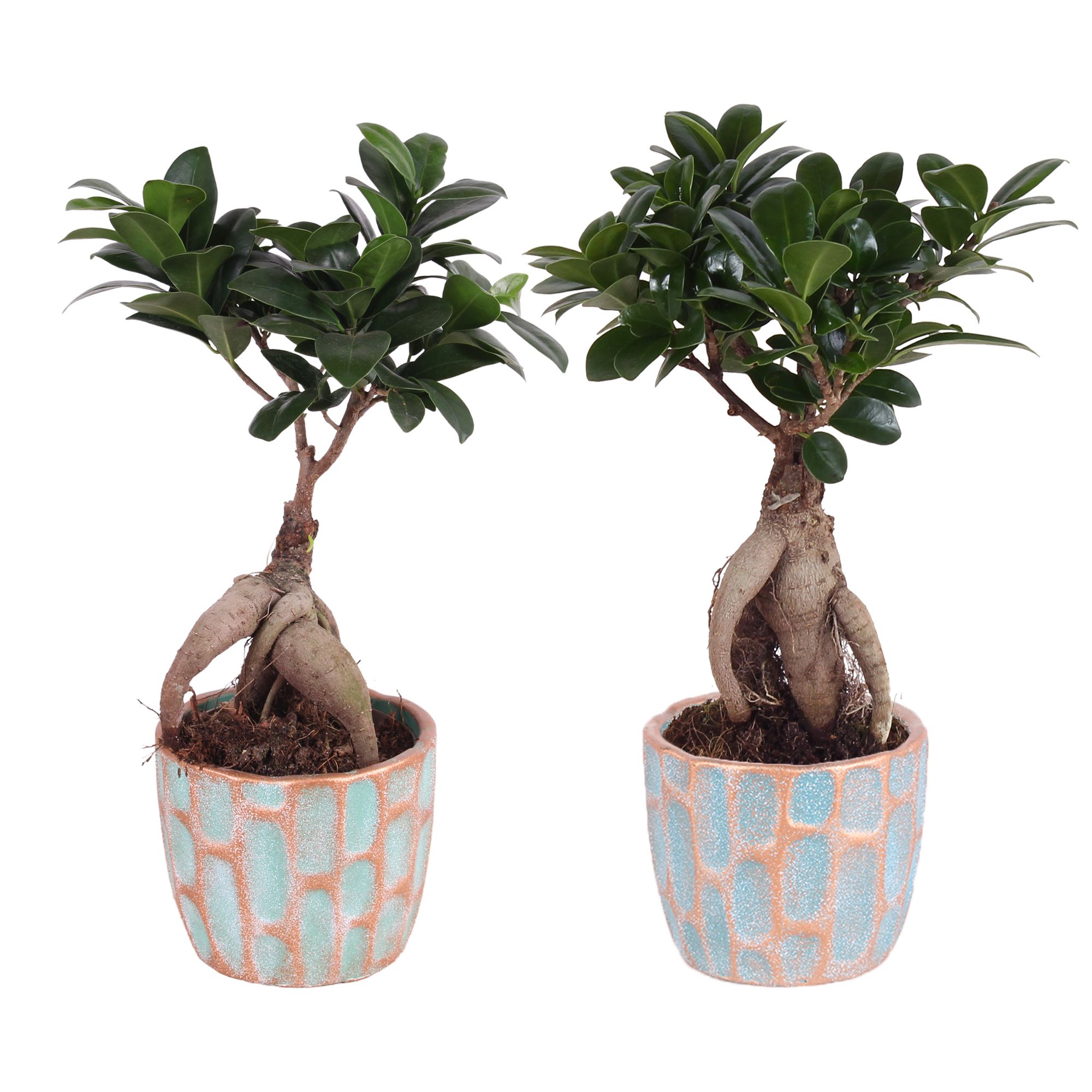 Ficus m. Ginseng ø09cm in ø10cm Exotic Vibes Nº364, D 10
