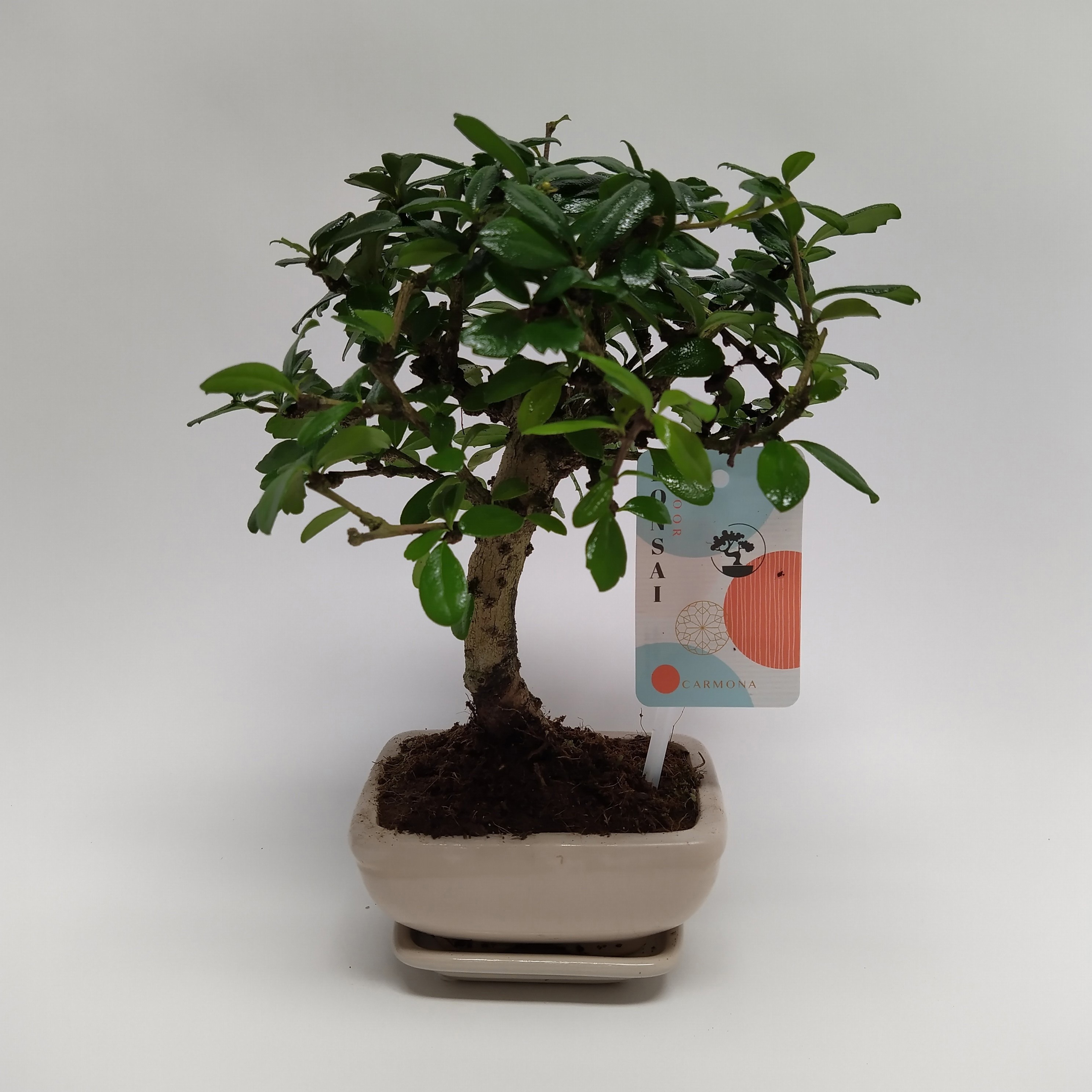 Carmona Bonsai 'Traditional' 12 cm, D 12