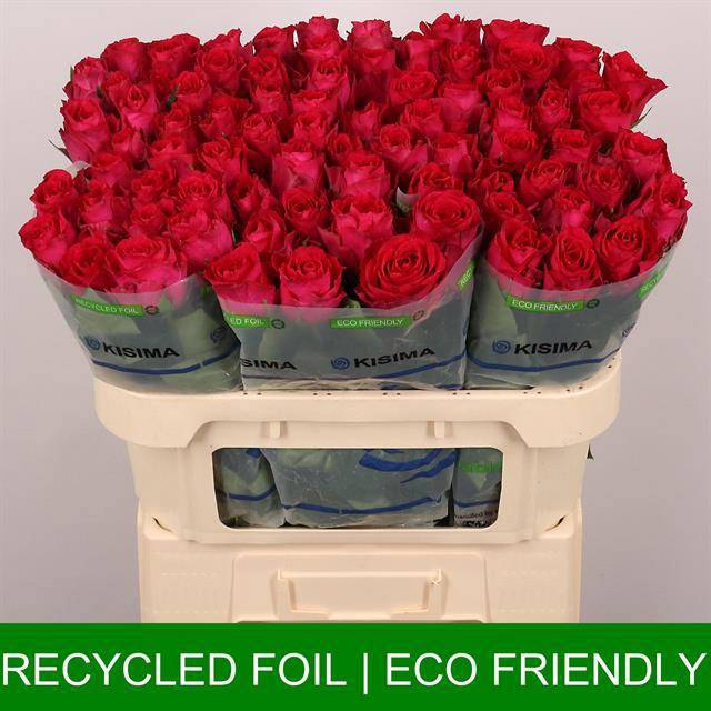 Роза од. Мадам Цериз 70, шт.