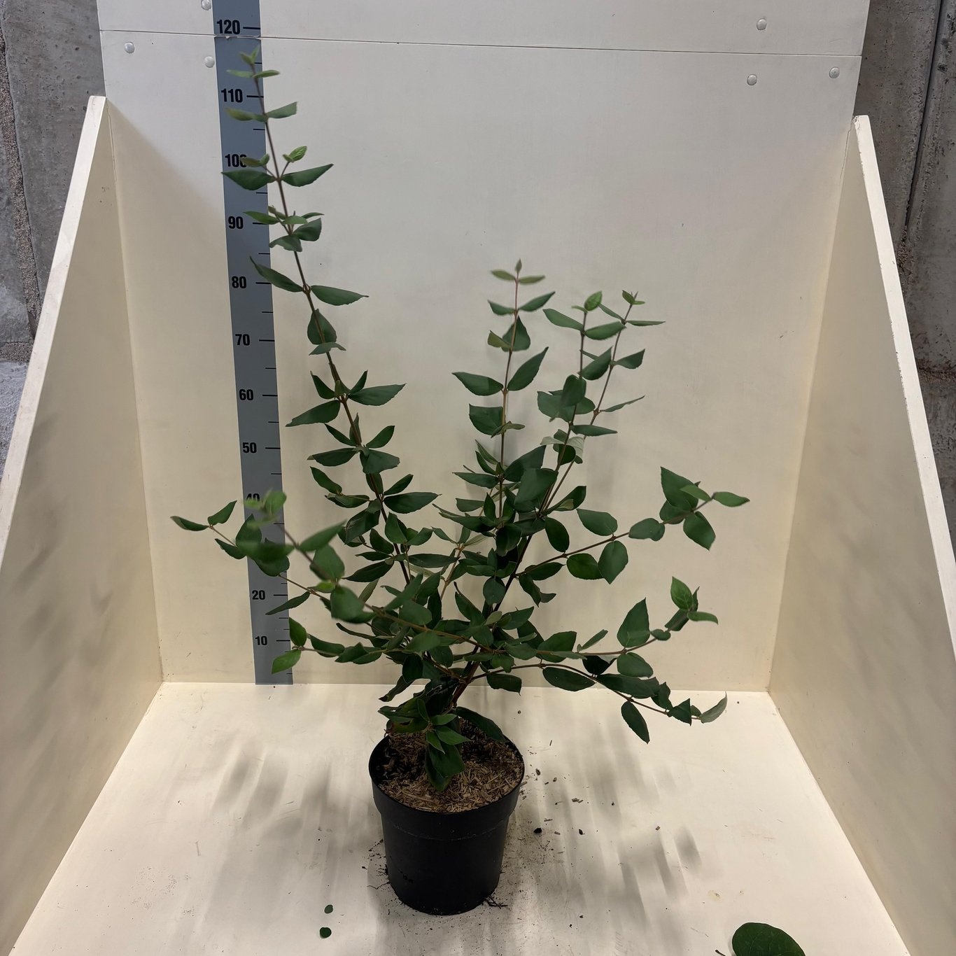 Viburnum burkwoodii, D 24