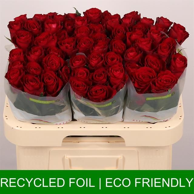 Роза од. Мадам Рэд 60, шт.