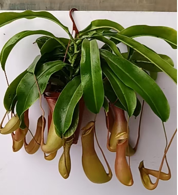 Непентес мирабилис 120 Кап Питчер Плант 12 45