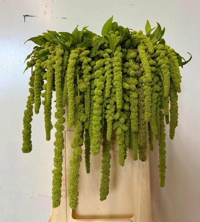 Амарантус Циклоп 75, шт.