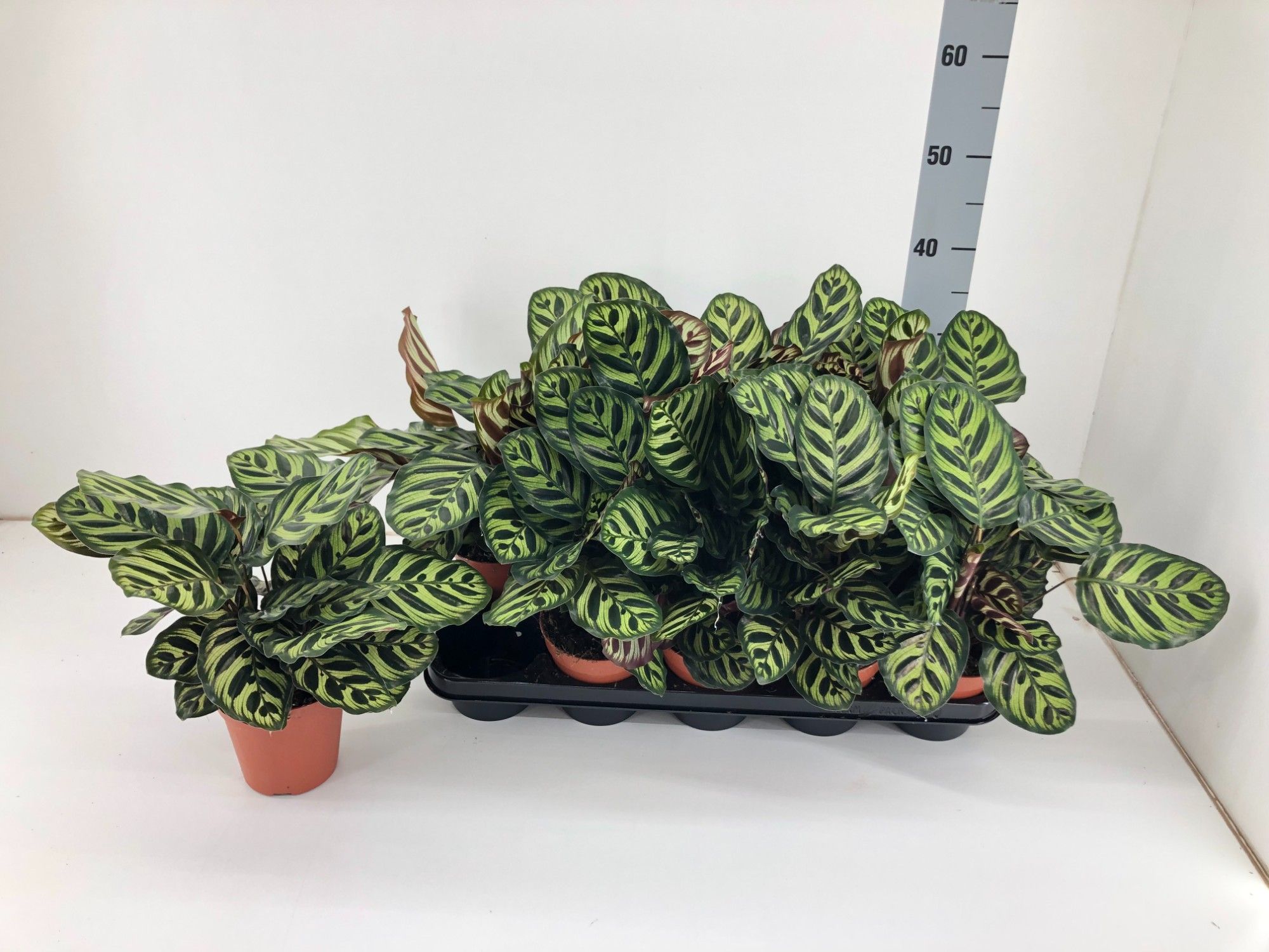 Calathea Makoyana P12, D 12