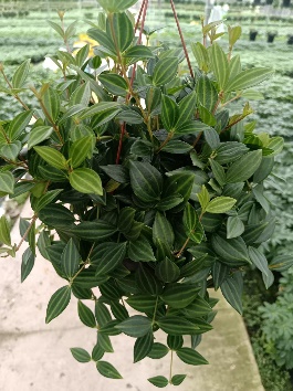 Пеперомия 140 Даймонд Джейд 14 25