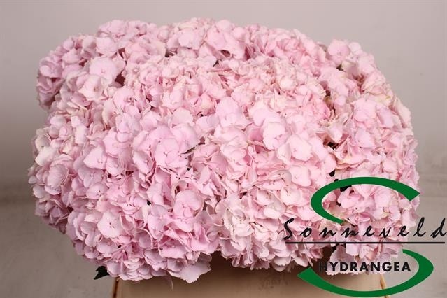 Гортензия Пинки 75, шт. Гортензия Пинки 75, шт.