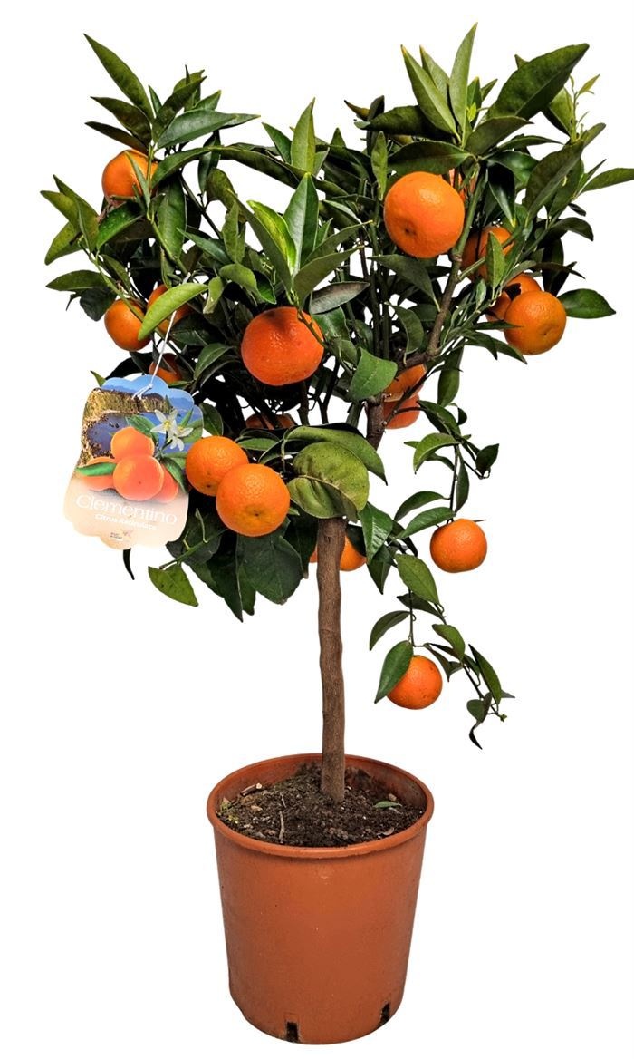 Citrus Reticulata Clementine Stem, D 21
