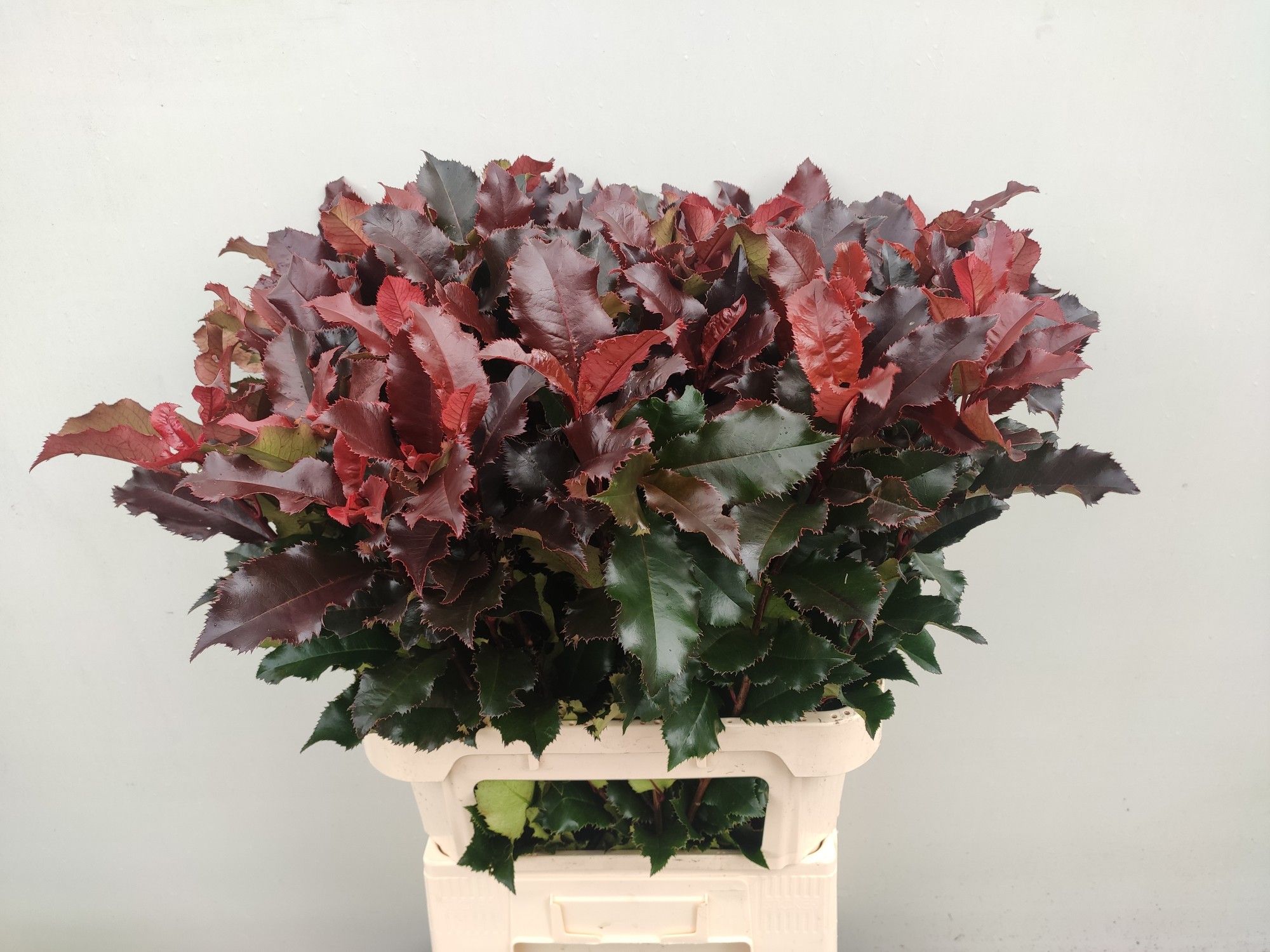 Фотиния Мэджикал Вулкано 80, шт.