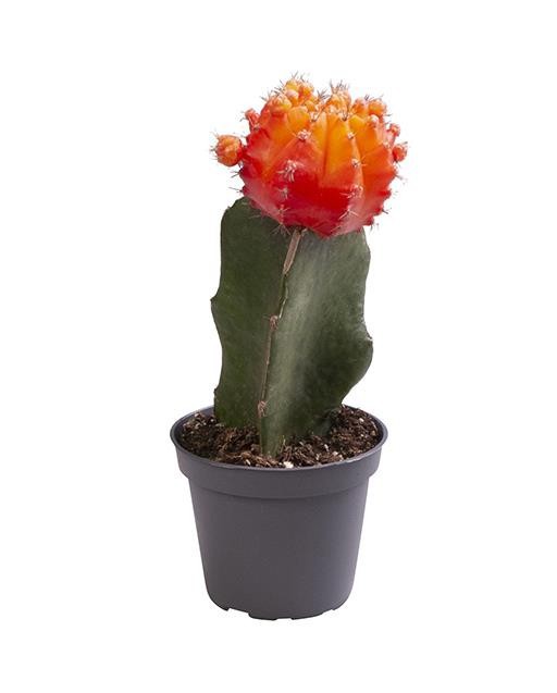 GYMNOCALYCIUM MIHANOVICHI 'ORANGE', D 6 cm