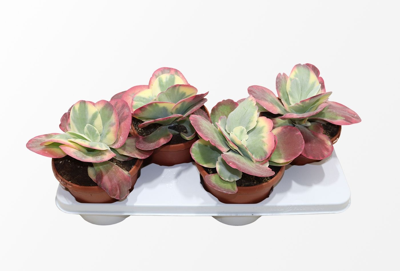 Kalanchoe Thyrsiflora Variegata, D 17 cm