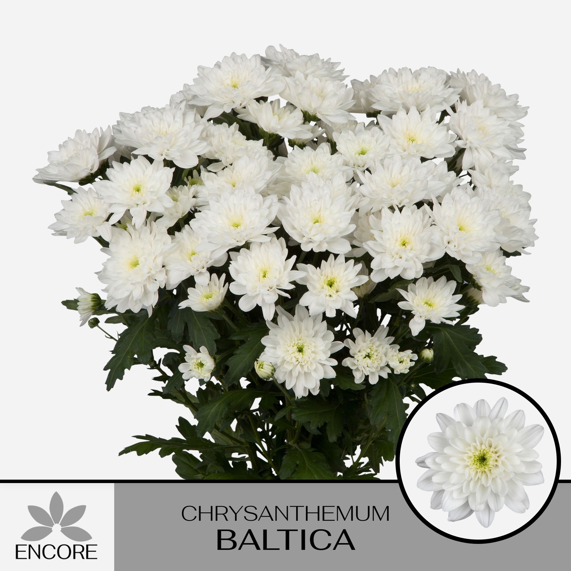 Хризантема куст. Балтика 70 (бел.), шт.