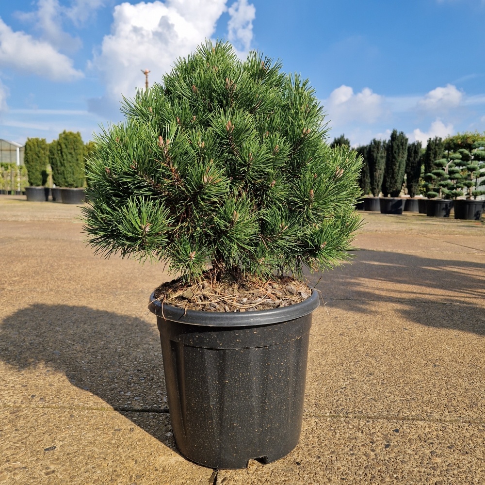 Pinus mugo 'Gnom', D 31 cm