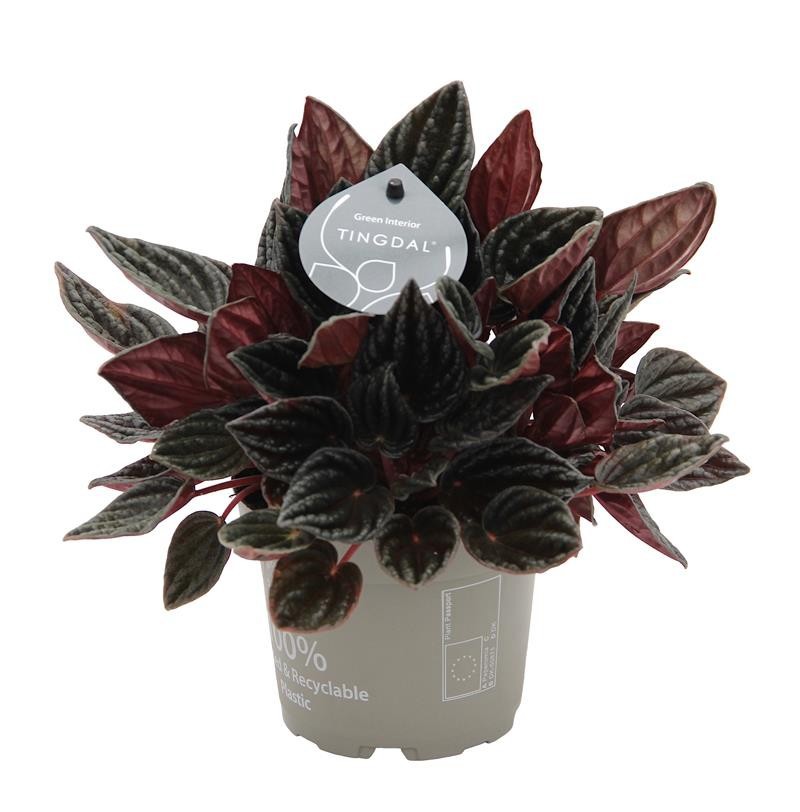 PEPEROMIA CAPERATA 'MONTEVIDEO©', D 12 cm