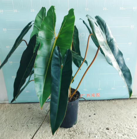 Филодендрон Оранж хандле 18 60-65 18 60