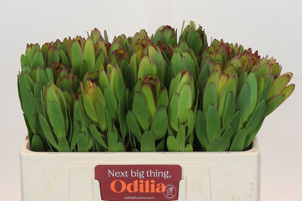 Леукадендрон Сафари Голдстрайк 50 (зел.), шт.