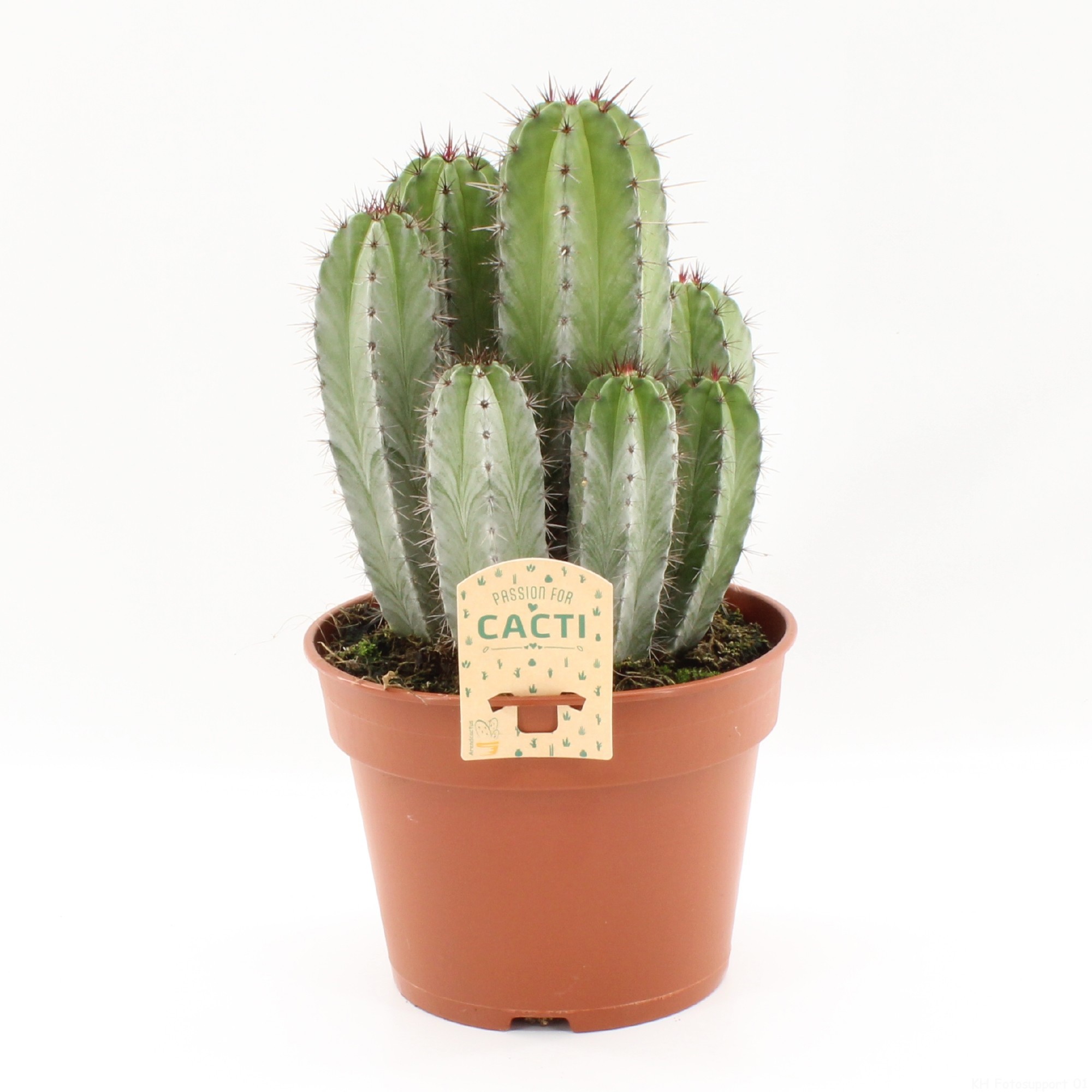 Polaskia chichipe, D 17