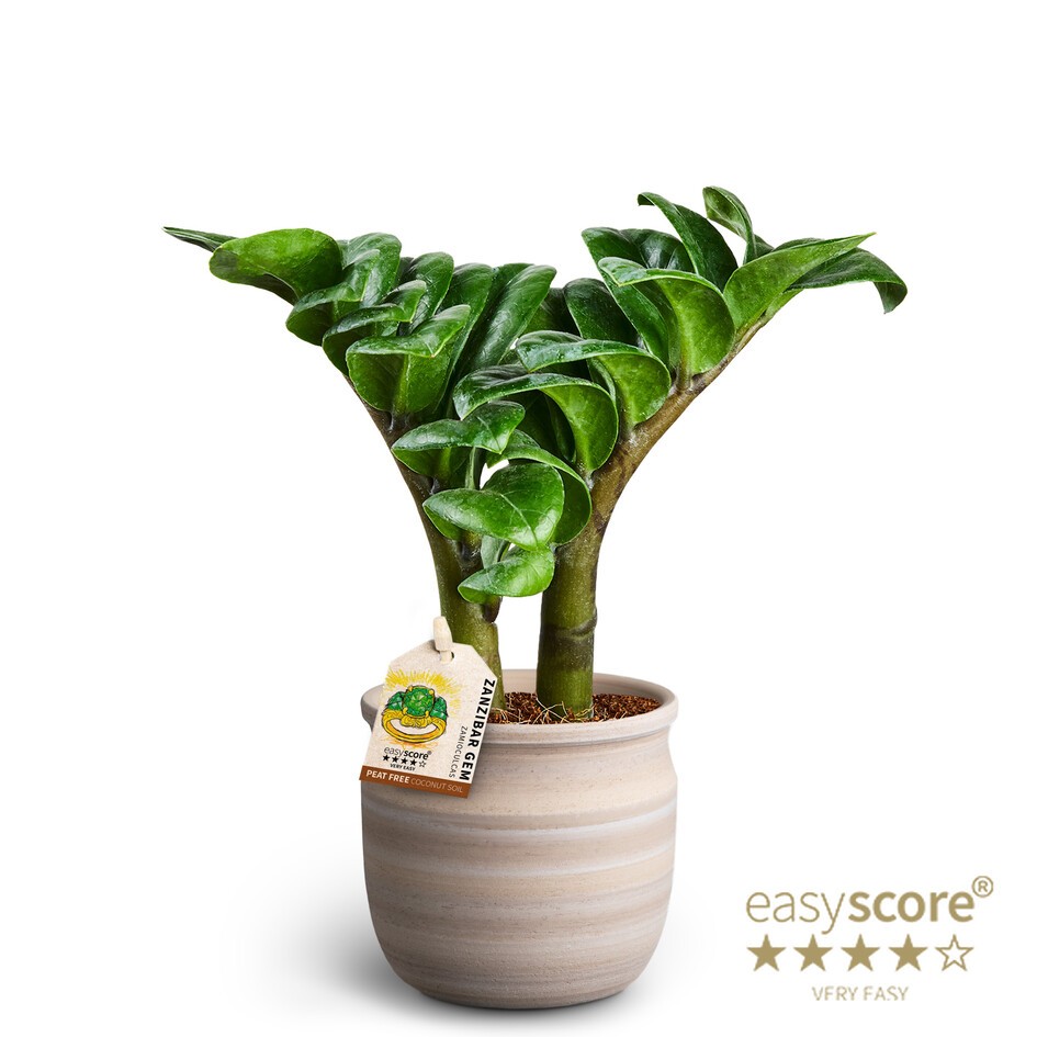 Maceta Sand, Zamioculcas'Zenzi', D 10