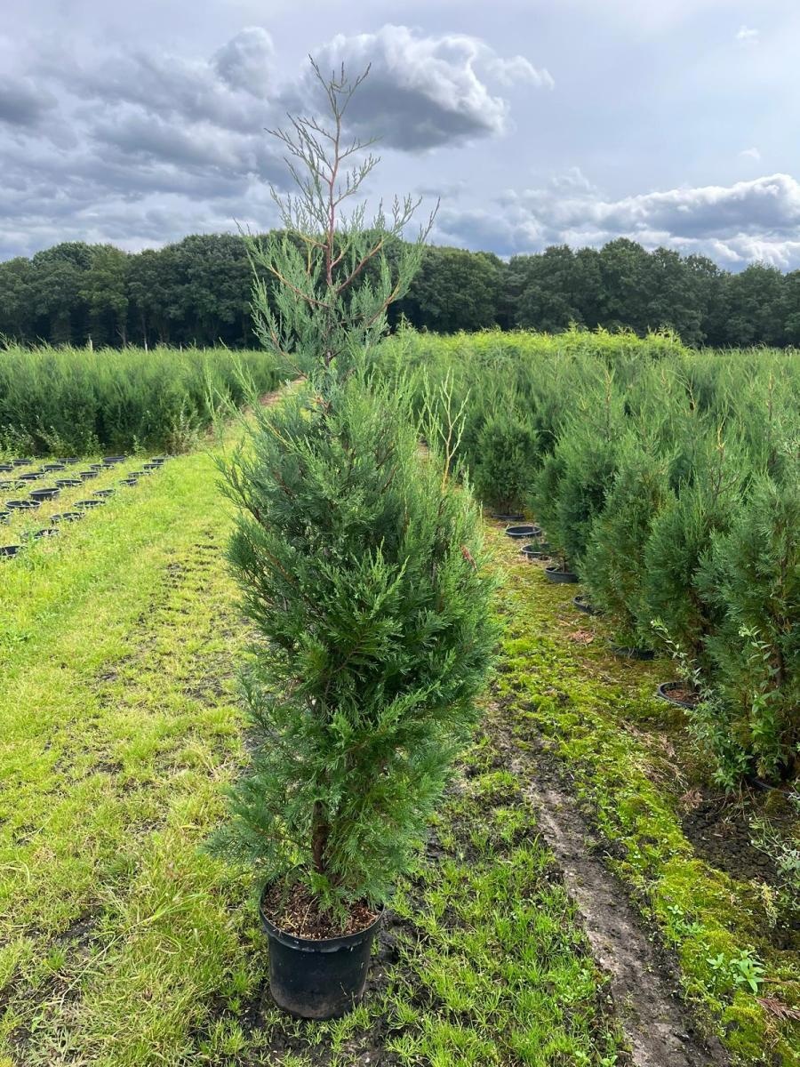 Cupressocyparis l. 'Tweeduizendéén', D 29