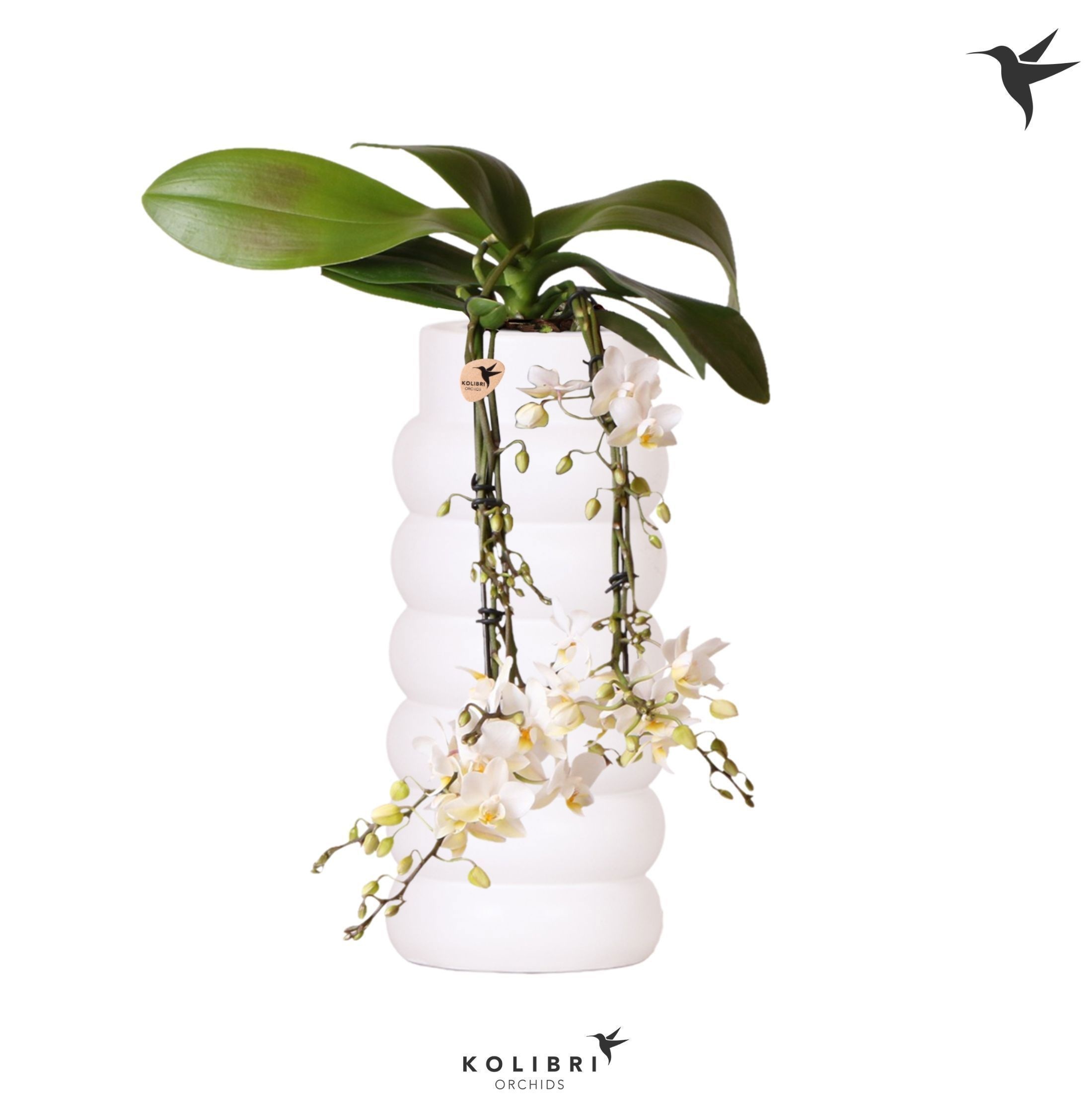 Kolibri Orchids Phalaenopsis Victoria fall in Bubble fall white, D 9