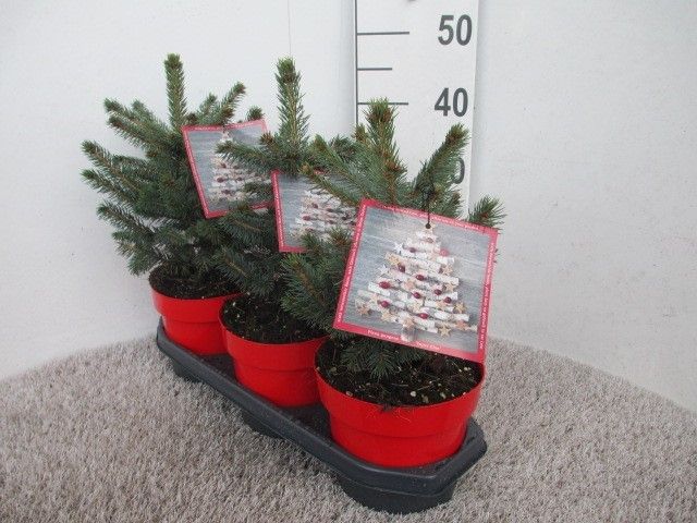 Picea pungens Super Blue 20-30 P19, D 19 cm