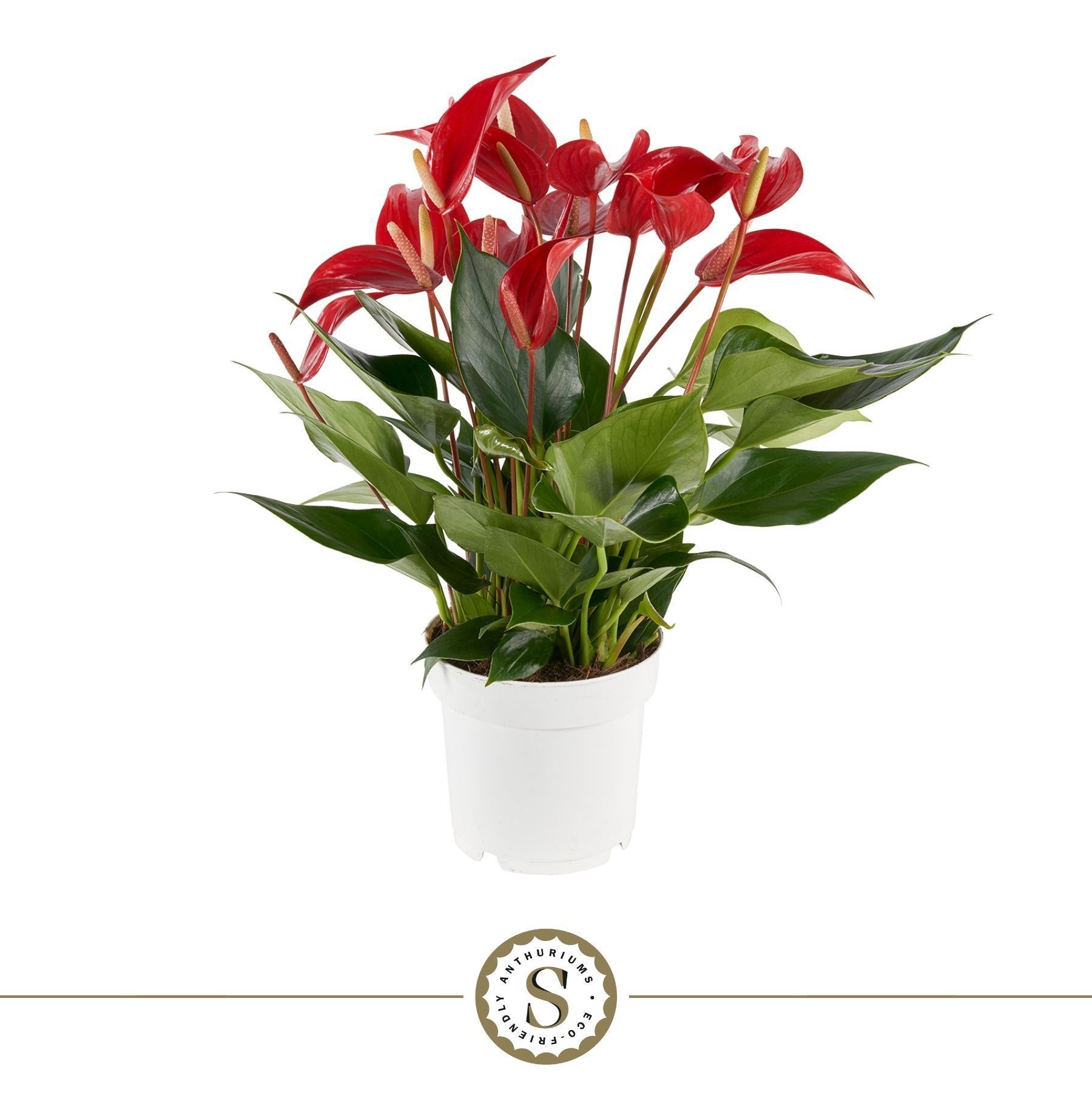 Anthurium Mille Fleurs Roja 14cm, D 14