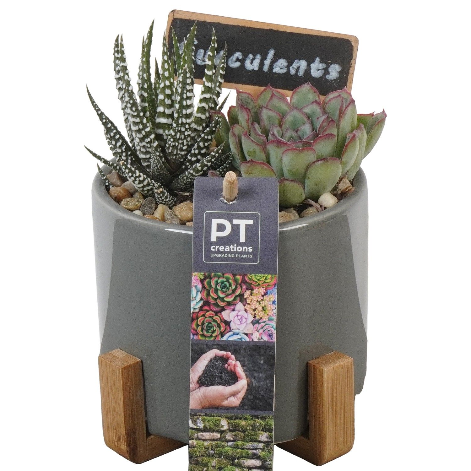 PTSU8466 Arrangement Succulenten in keramiek pot op houten voet, D 12