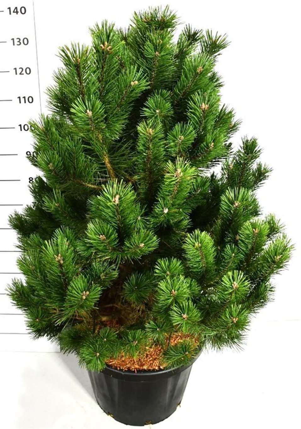 Pinus mugo 'Gnom', D 48