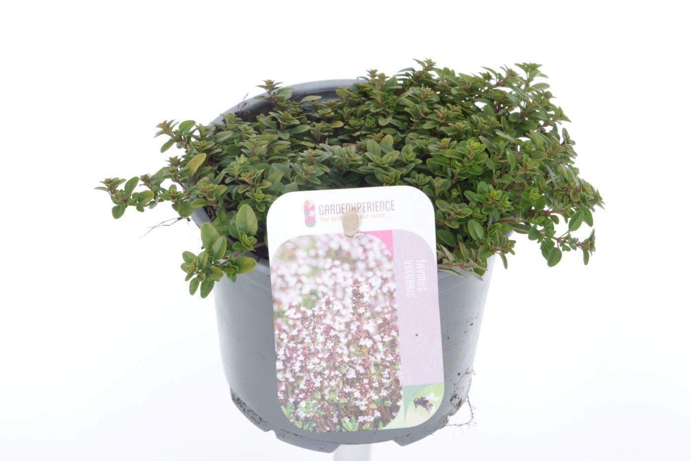 Thymus citr. Aureus, D 13