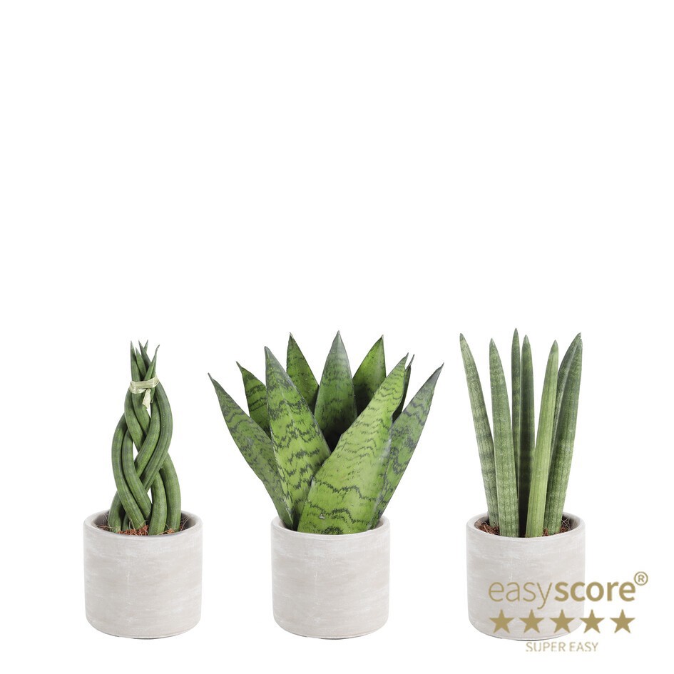 SANSEVIERIA MIX 30918000Raw Grey, D 9 cm SANSEVIERIA MIX 30918000Raw Grey, D 9 cm