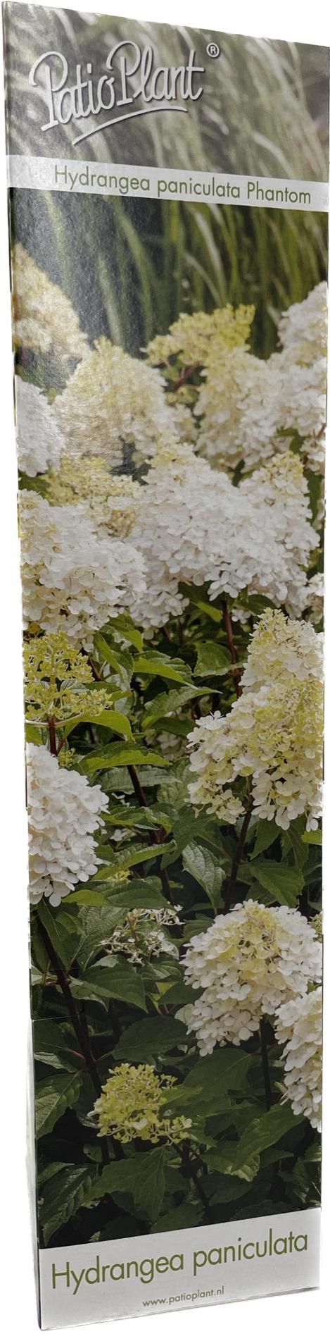 Hydrangea paniculata 'Phantom', D 9