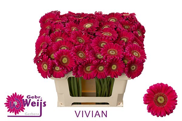 Гермини Вивьен, шт.