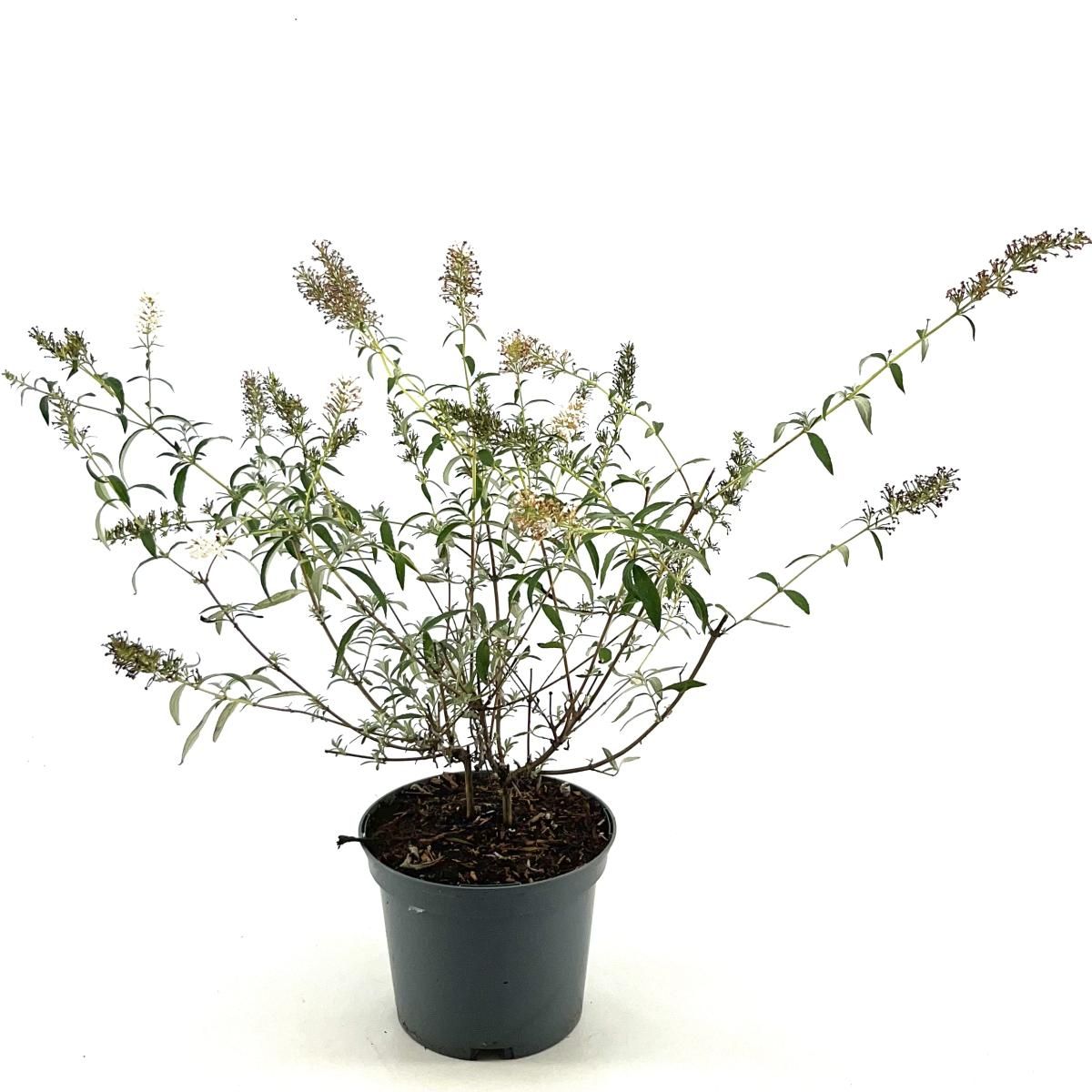 Buddleja d. 'White Bouquet', D 19 cm