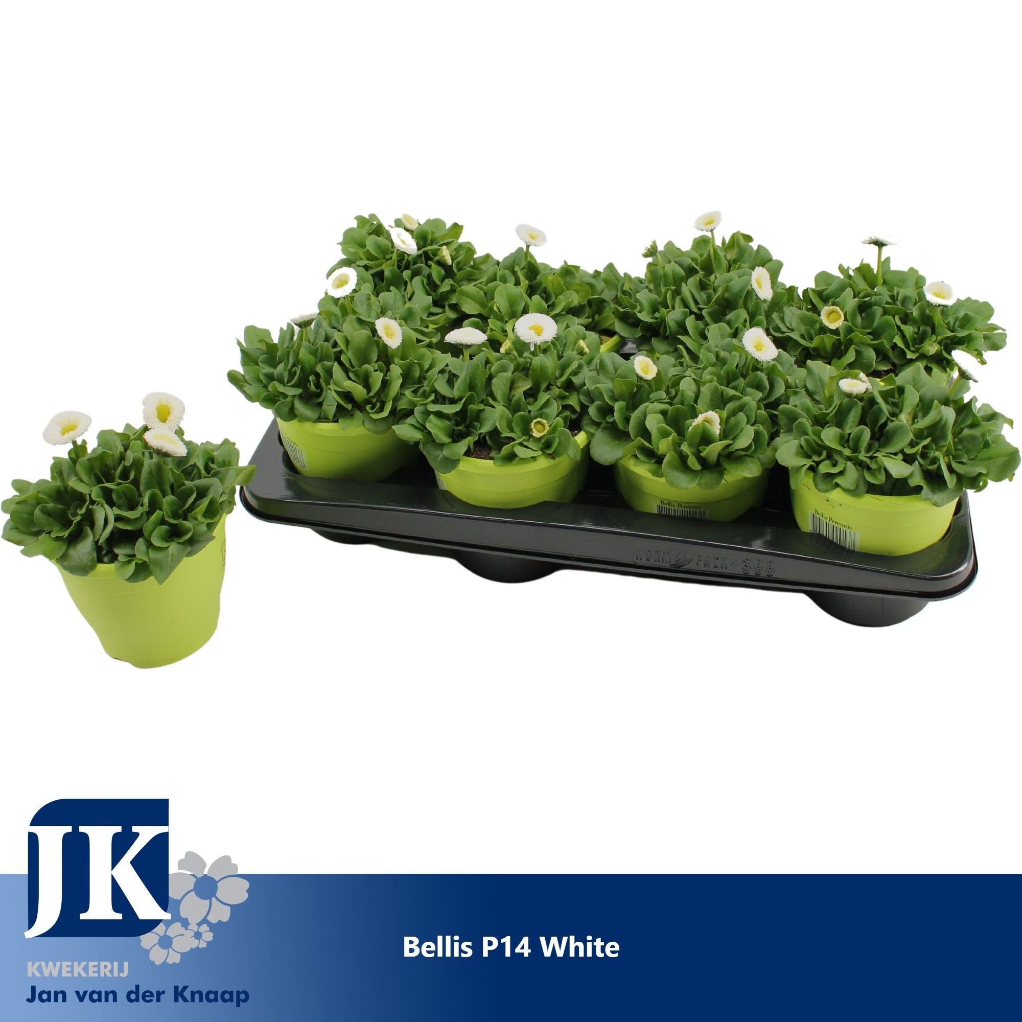 Bellis p14 TST pot white, D 14