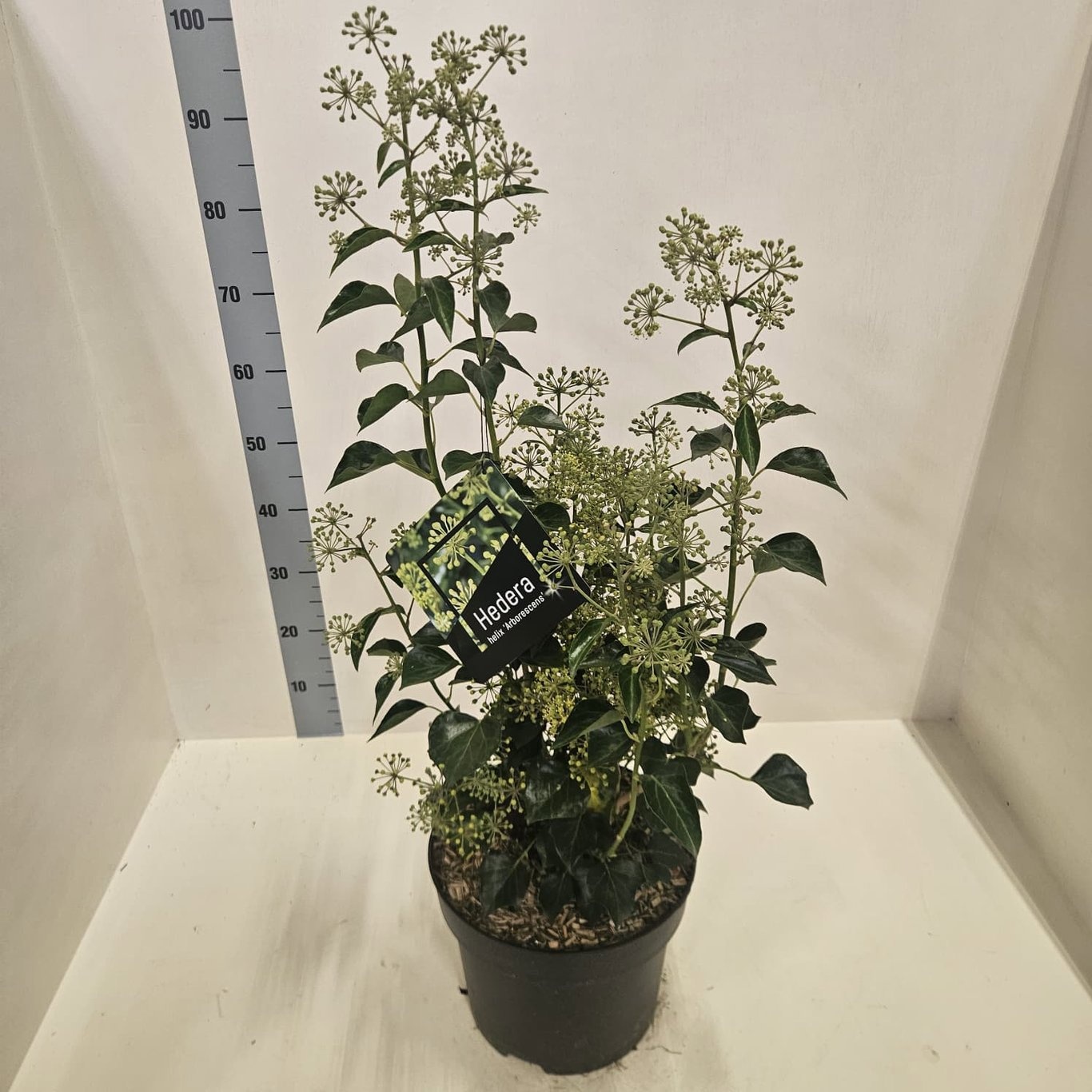 Hedera hel. 'Arborescens', D 28