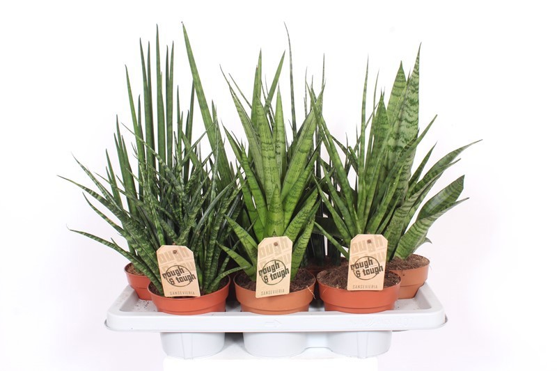 Sansevieria Luxe mix, D 14 cm
