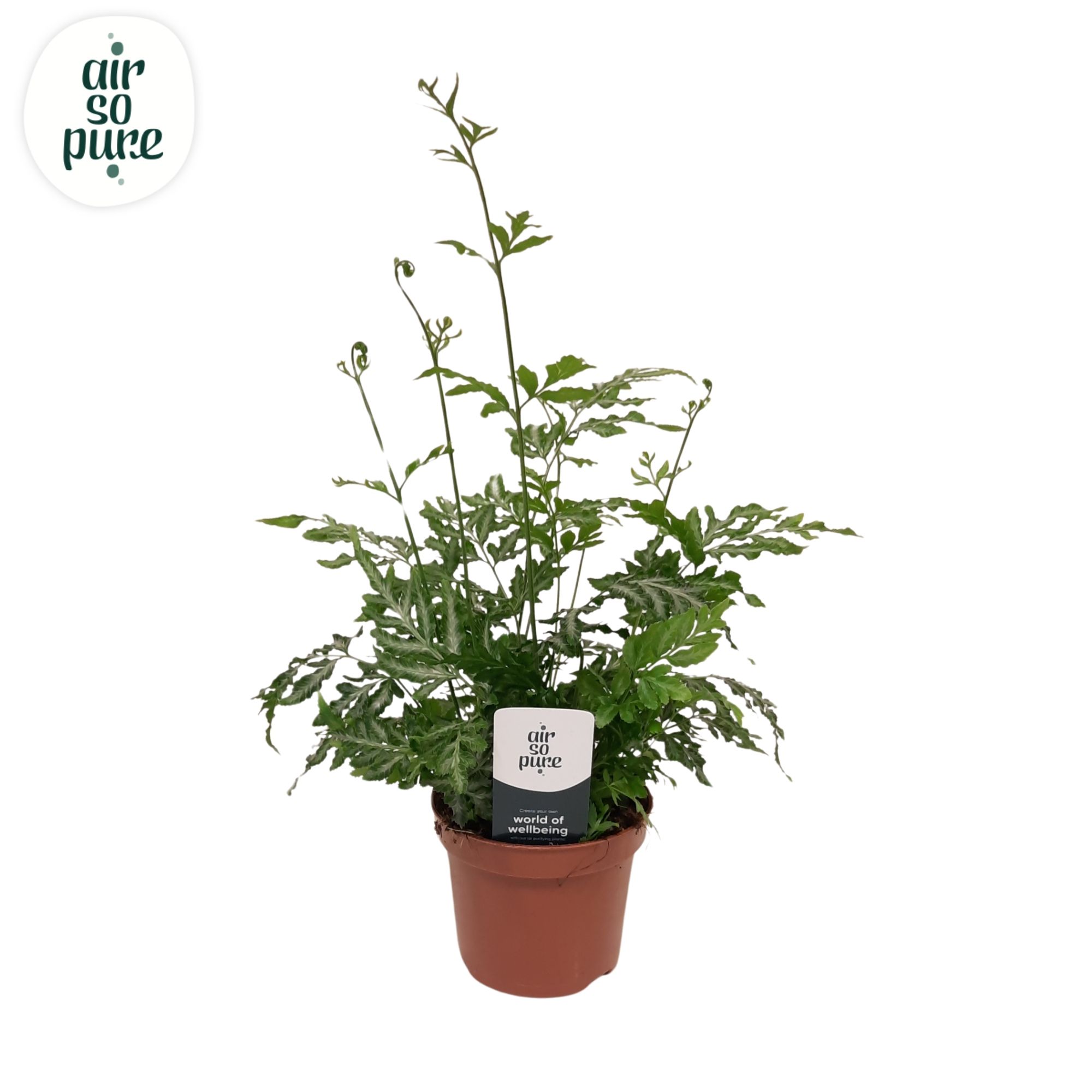 Pteris evergemiensis - Air So Pure, D 9