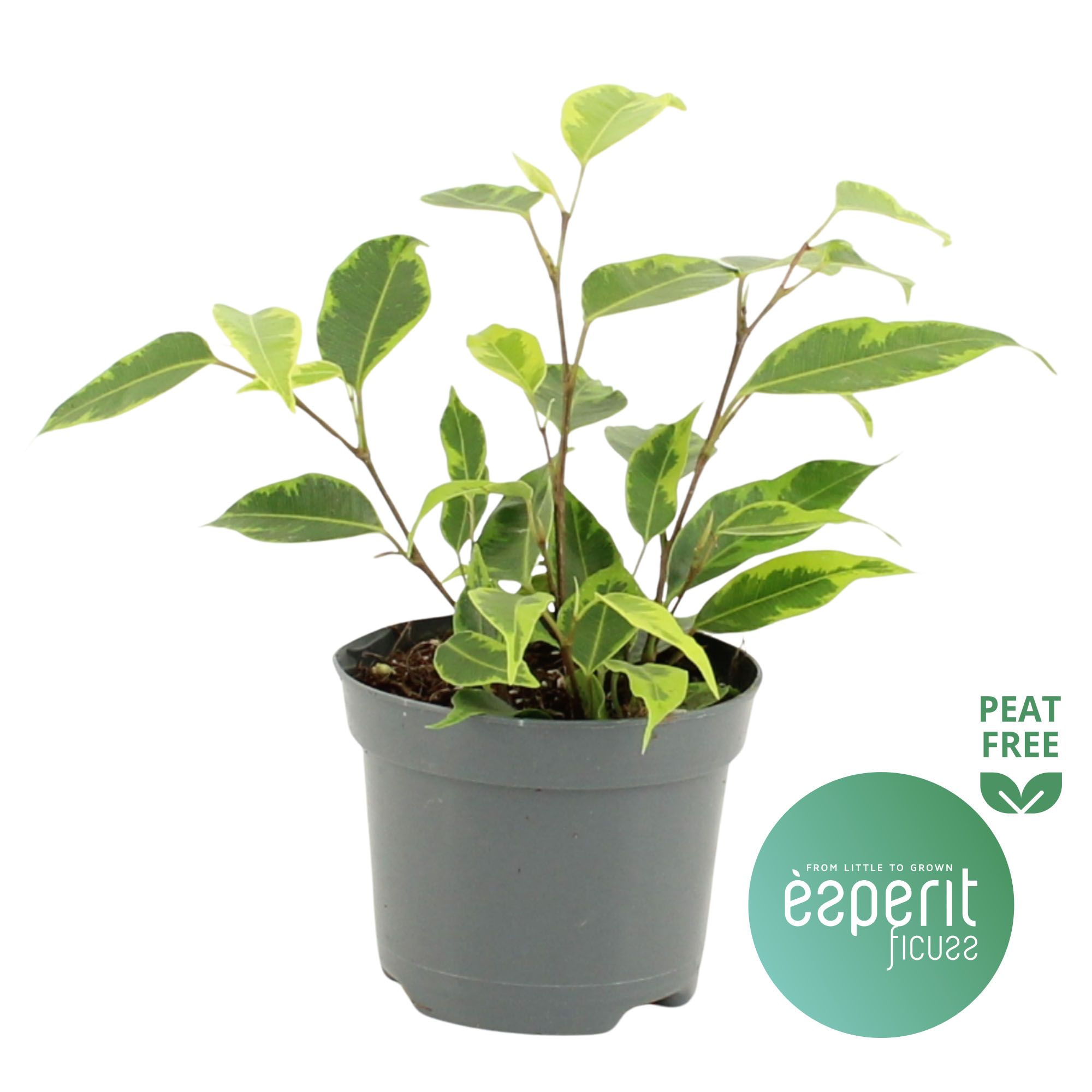 Ficus benjamina Regidan®, D 8,5